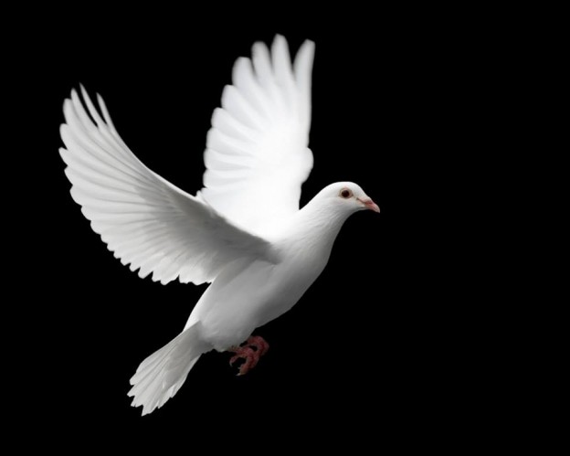 Taube weiß Friedenstaube